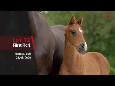 12 Fürst Flori Hengst v. Fürst Samarant - Florestan I