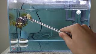 [問卦] 石斑魚賣不完 為什麼不乾脆當寵物養?