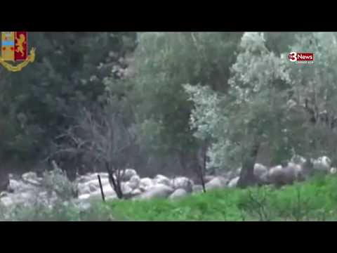 Gela. Sequestrata azienda agricola e gregge di pecore a presunto mafioso