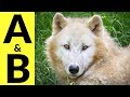 Animals Starting With A B Learn Animal Words That Start With Letters A And B