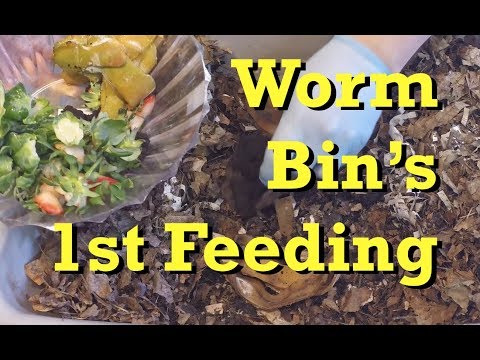 First feeding for 16-day old red wiggler worm bin - vermicomposting