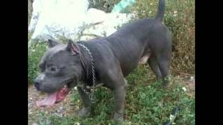 Boss De Guadalajara Pit Panic Video no.2