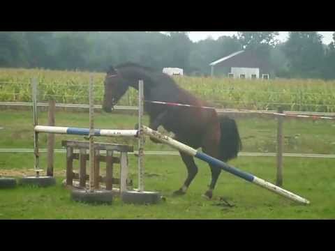 1 - Oldenburger Stute von Iberio/Lasandos/Calypso I