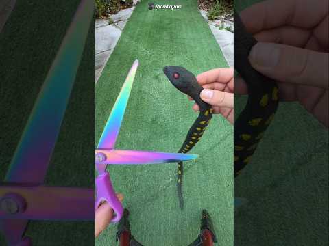 #tiktok