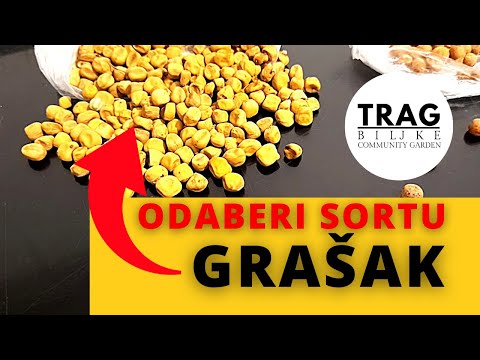 CHOOSE THE RIGHT VARIETY! PEAS - CROPPING CYCLES