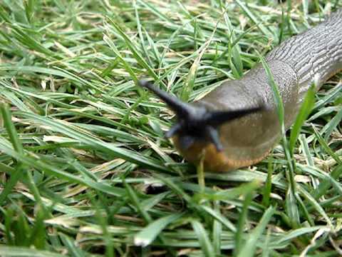 A Giant Slug (gastropod mollusc)