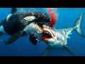 Killer Whale Vs Great White Shark The Battle For Survival Wildlife Documentary