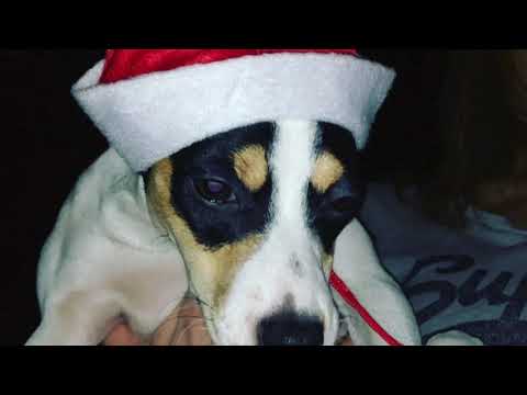 Skattejakten Fiona 2020