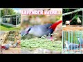 Aviary Releasing The Lavender Waxbill Glaucestrilda Caerulescens Finches Birds Chirping