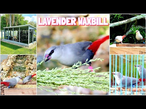 Astrild levanduľový (Estrilda caerulescens) — video o speve a chove