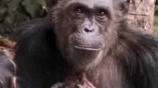 A new cute baby chimpanzee is born in the wild jungle - BBC wildlife