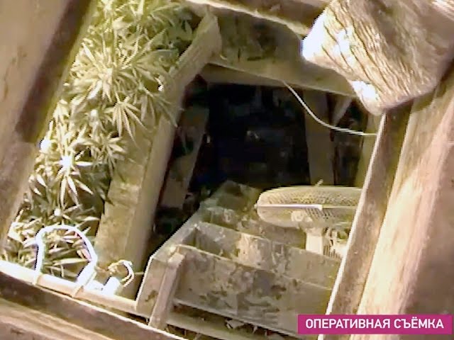 Плантацию марихуаны обнаружили в Ангарске