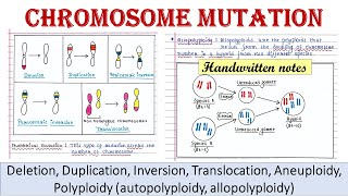 Chromosome mutation