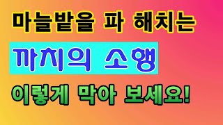 [텃밭농부.794]  마늘밭을 파해치는 까치의 소행을 막는 방법 #마늘재배