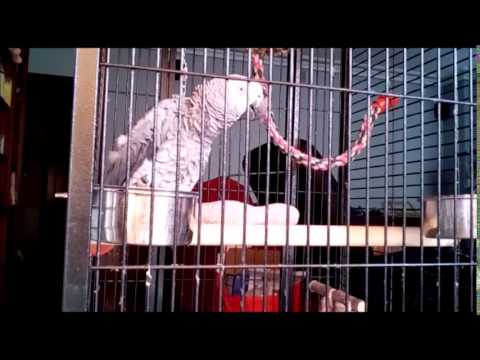 Nola iteu Agirretxek , gooooooollllll