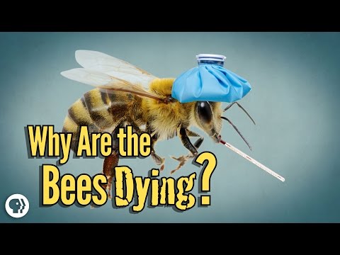 Why Are The Bees Dying? Video