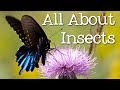 All About Insects For Children Bees Butterflies Ladybugs Ants And Flies For Kids FreeSchool