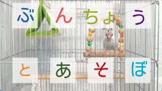 文鳥とあそぼう