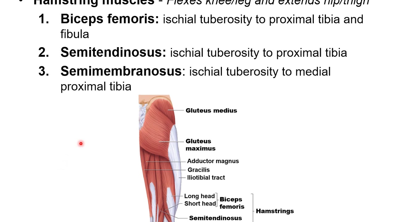 Chapter 11H - Muscular System   Quadriceps and Hamstrings