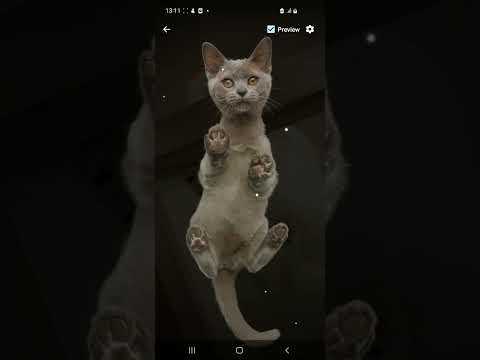 Cat Bottom View Wallpaper