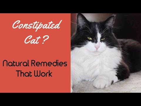 Constipation In Cats: Effective Natural Remedies