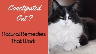 Constipation In Cats: Effective Natural Remedies
