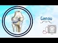 Anatomie de l'articulation du genou