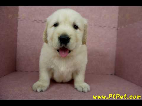 11/18黃金獵犬公幼犬2號(高雄小港)