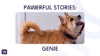 Download lagu PAWerful Stories: GENIE mp3 Download lagu PAWerful Stories: GENIE mp3
