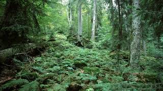 Gas - Königsforst 5