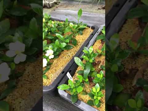 種、挿し木、または若木から盆栽を育てるにはどうすればよいですか?  庭園