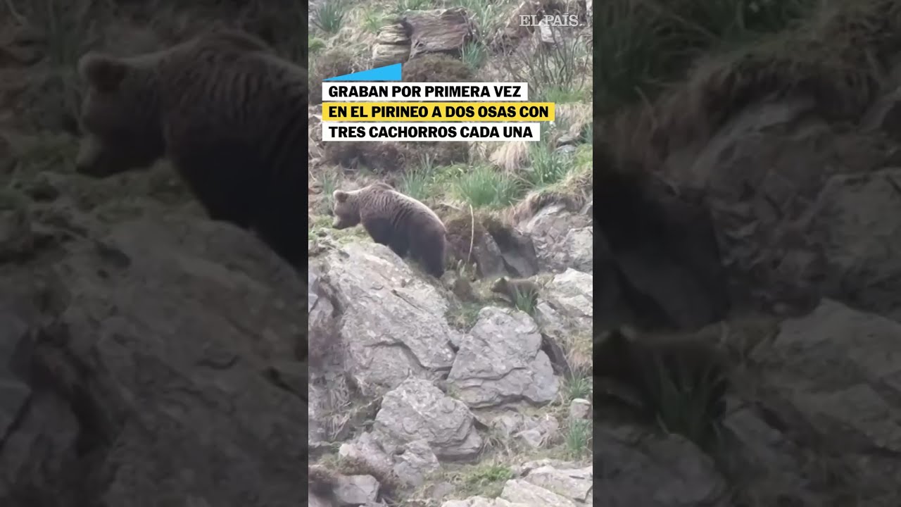 Los osos cachorros que fueron vistos en el Pirineo junto a sus madres