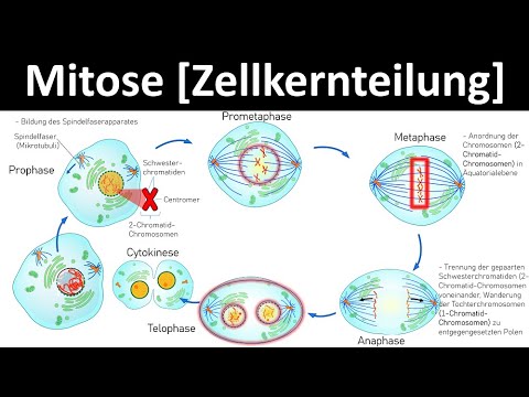 Mitose [Zellkernteilung] - Prophase, Metaphase, Anaphase, Telophase [2/6] - [Biologie, Oberstufe]