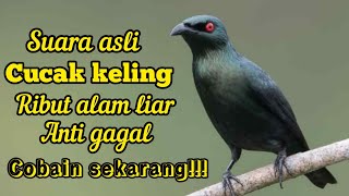 Download lagu SUARA PIKAT DAN MASTERAN CUCAK KELING RIBUT ALAM LIAR MP3 mp3