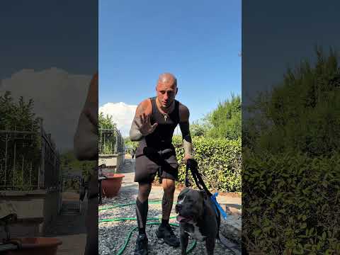 Di solito è bravo 🤣🤪 #americanbully