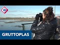 Nieuwe gruttoplas in De Lier is een succes - OMROEP WEST