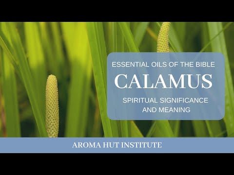 calamus a látás javítására)