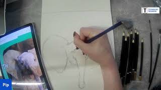 Draw Along with Pip - Exotic Animals - African Elephant