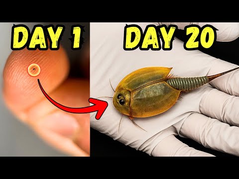 Ich habe 200 Millionen Jahre alte Haustierfossilien ausgebrütet