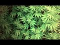 Richie Spice - Marijuana (Tru Killaz Remix)