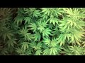 Richie Spice - Marijuana (Tru Killaz Remix) 