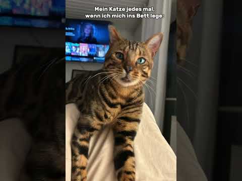 Dürfen eure Katzen bei euch im Bett schlafen? 🥹