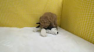 ハーフ犬の動画01
