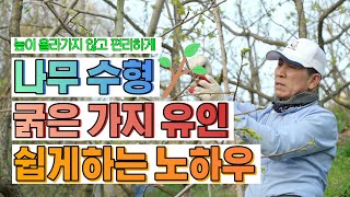 [감 이야기] 양재갑 Chapter4 나무 수형 잡는법 핵심은? 과실이 더 많이 열리고 낙과 방지 까지 가지…