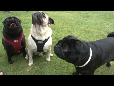 Mops spielt mit anderen Möpsen | Pug gets a visit from other pugs