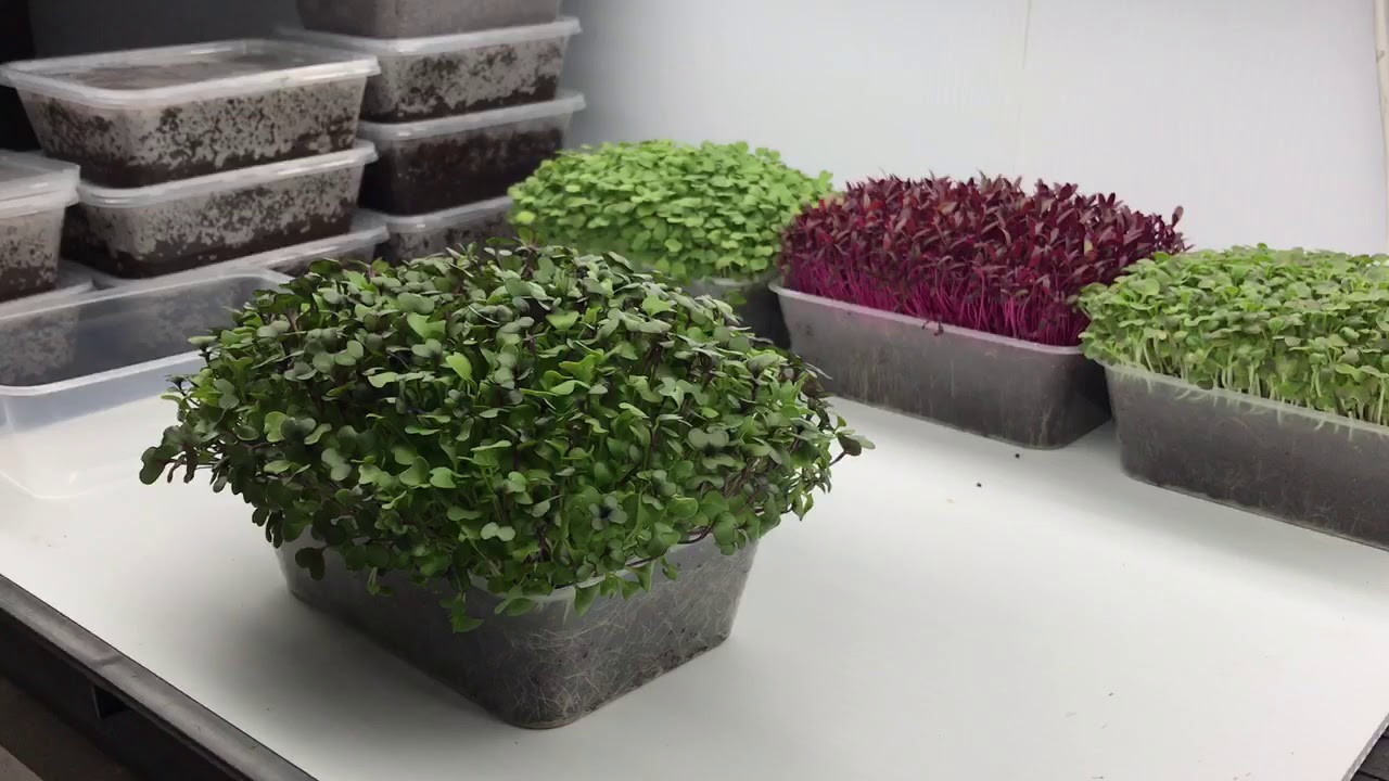 Harvesting and storing microgreens