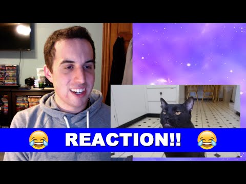 Talking Kitty 41 - Don't Eat The Cat REACTION