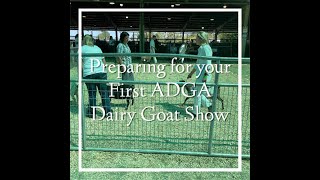 Preparing for Your First ADGA Dairy Goat Show