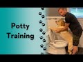 How Do You Potty Train Your Dog Labrador Dogtraining