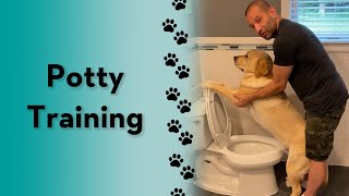 How do you potty train your dog? #labrador #dogtraining